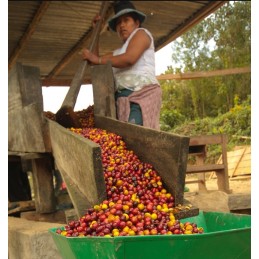 BOLIVIA / PACAMARA JAVA 🍬✨🍯