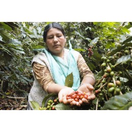 BOLIVIA ACHOCALLA