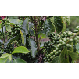 BOLIVIA ACHOCALLA