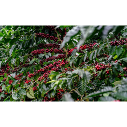 BOLIVIA ACHOCALLA