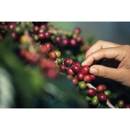 MÉXICO DECAF